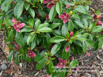 Magnolia Michaelia Figo "Banana Magnolia"