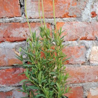 French Lavender