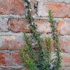 1000294179-scaled.jpg Rosemary