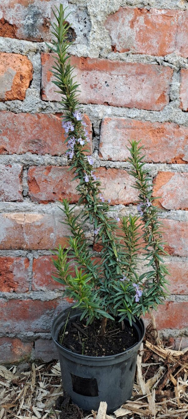 1000294179-scaled.jpg Rosemary