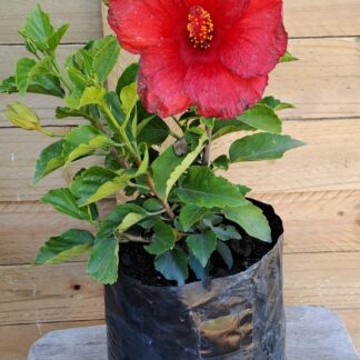Hibiscus Brilliant Red