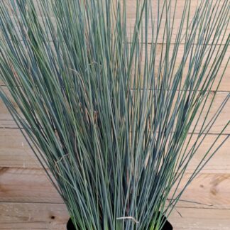 Juncus Blue Dart