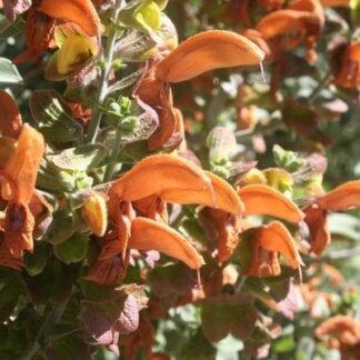 SALVIA AFRICANA-LUTEA Golden Sage 3L