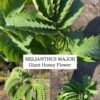 1000296179.jpg MELIANTHUS MAJOR Giant Honey Flower 4,5L
