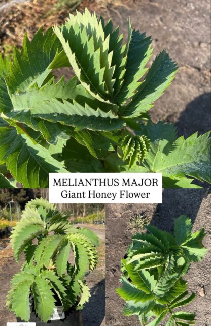 MELIANTHUS MAJOR Giant Honey Flower 4,5L - Image 2