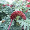 1000296180.jpg MELIANTHUS MAJOR Giant Honey Flower 4,5L