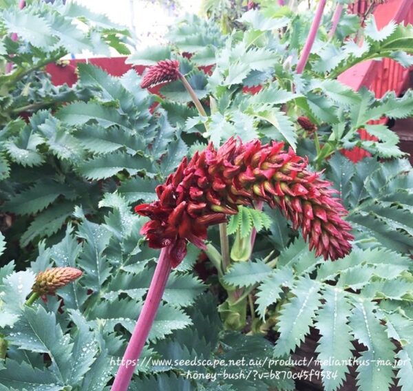 1000296180.jpg MELIANTHUS MAJOR Giant Honey Flower 4,5L