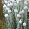 SYNCARPHA (HELIPTERUM) ARGYROPSIS White Everlasting 2,5L