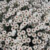 SYNCARPHA (HELIPTERUM) ARGYROPSIS White Everlasting 2,5L