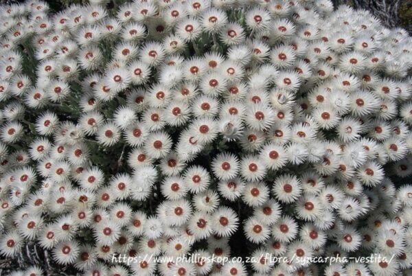 SYNCARPHA (HELIPTERUM) ARGYROPSIS White Everlasting 2,5L