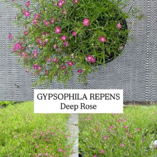 GYPSOPHILA REPENS Baby’s Breath – Deep Rose 12cm