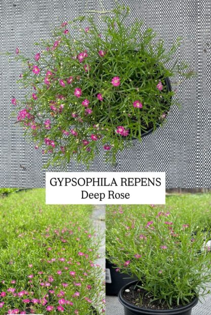 GYPSOPHILA REPENS Baby's Breath - Deep Rose 12cm