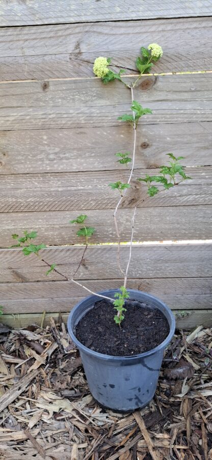 Viburnum Opulos "Snowball bush" 22cm - Image 3