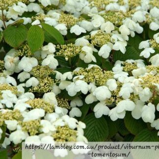 Viburnum plicatum “Lacecap Vibernum” 22cm