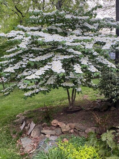 Viburnum plicatum "Lacecap Vibernum" 22cm - Image 2