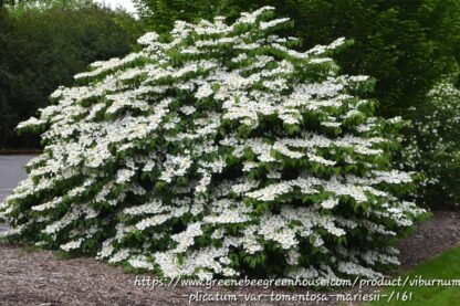 Viburnum plicatum "Lacecap Vibernum" 22cm - Image 3