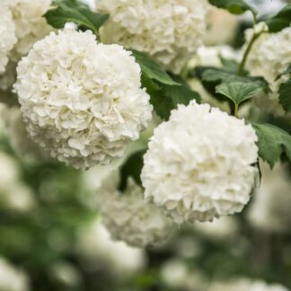 Viburnum Opulos “Snowball bush” 22cm