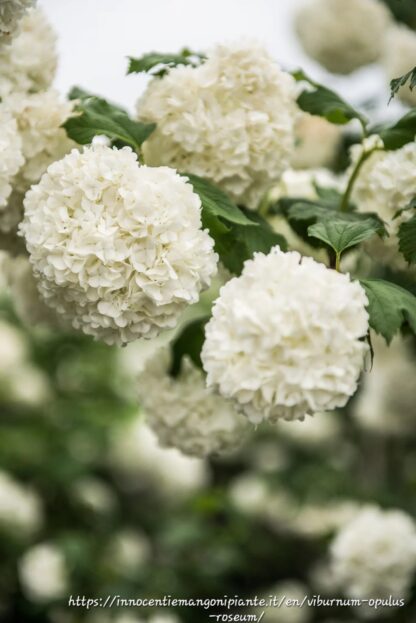 Viburnum Opulos "Snowball bush" 22cm