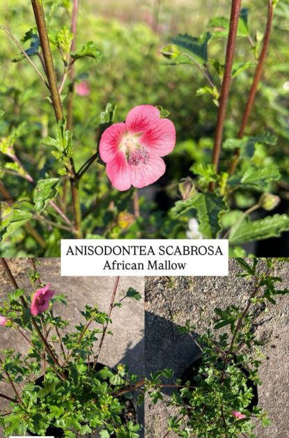 ANISODONTEA SCABROSA African Mallow 4,5L