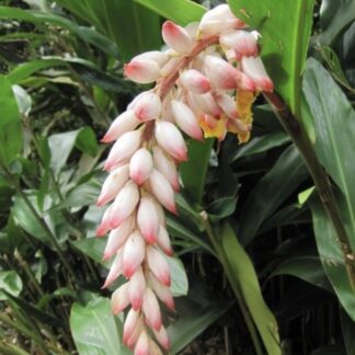 Alpinia zerumbet “Shell Ginger” 17cm