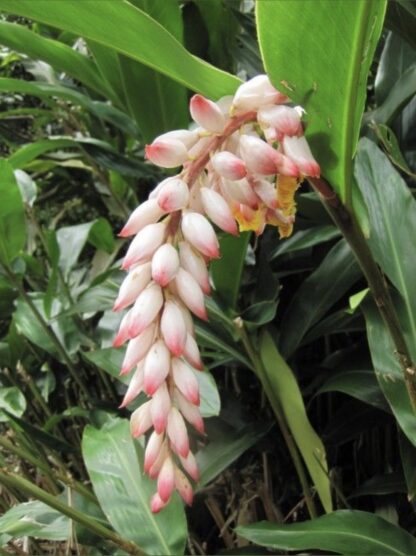 Alpinia zerumbet "Shell Ginger" 17cm