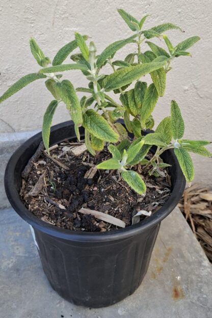 Salvia Leucantha Pink 'Danielle's Dream' - Image 3