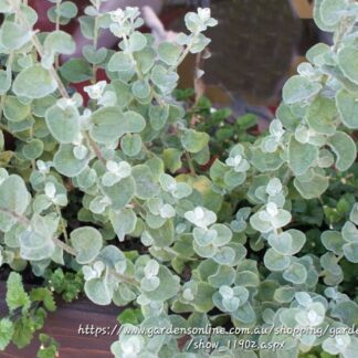 HELICHRYSUM PETIOLARE  – Petite 2,5L