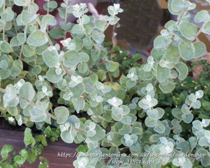 HELICHRYSUM PETIOLARE  - Petite 2,5L