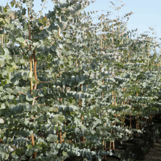Eucalyptus Cinerea 20L “Silver Dollar” 2m