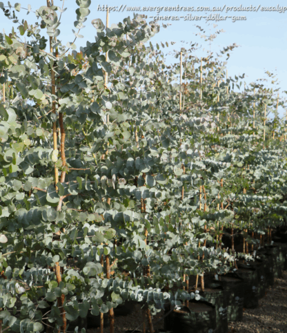 Eucalyptus Cinerea 20L "Silver Dollar" 2m