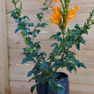 TECOMARIA CAPENSIS Cape Honeysuckle - Gold 4,5L