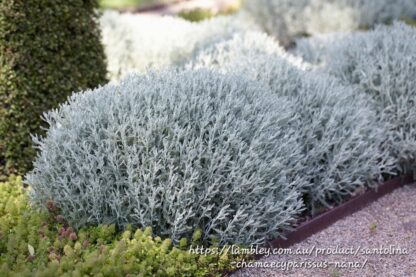SANTOLINA CHAMAECYPARISSUS Lavender Cotton 17cm - Image 2