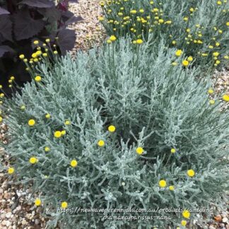 SANTOLINA CHAMAECYPARISSUS Lavender Cotton 17cm
