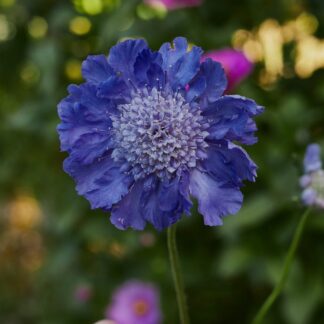 SCABIOSA CAUCASICA Pincushion Flower – Fama Blue 15cm