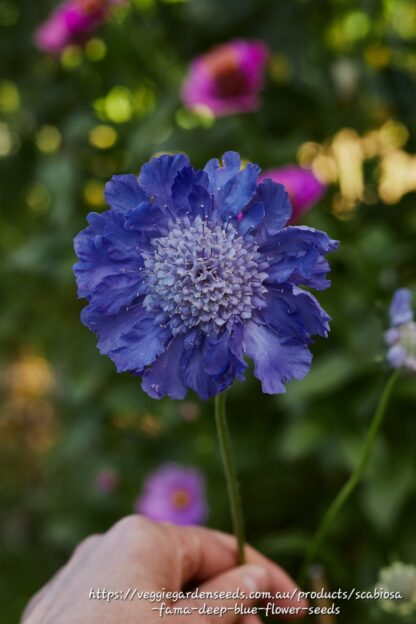 SCABIOSA CAUCASICA Pincushion Flower - Fama Blue 15cm