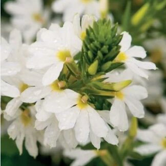 SCAEVOLA AEMULA Fairy Fan Flower – Bondi White 15cm