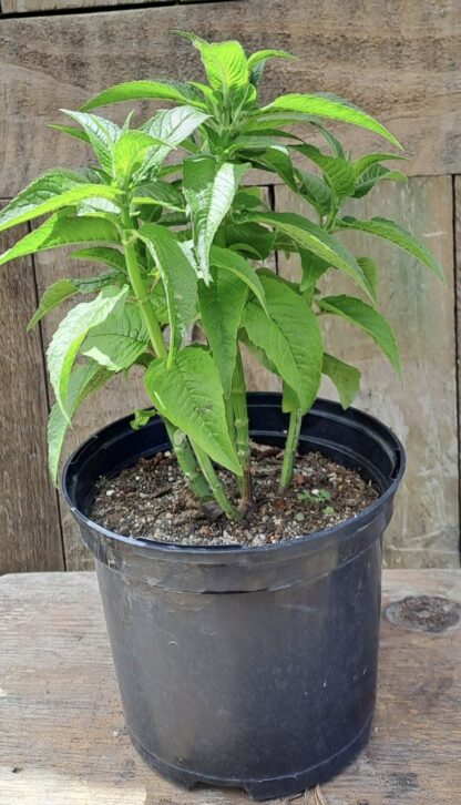 MONARDA DIDYMA  - BeeMine Lavender 15cm - Image 2