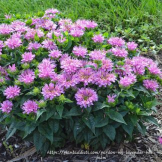 MONARDA DIDYMA  – BeeMine Lavender 15cm
