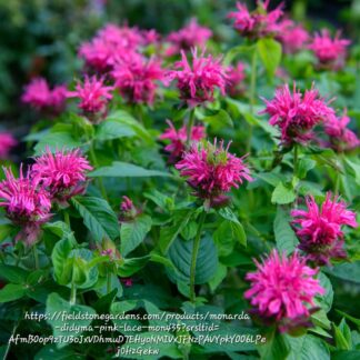 MONARDA DIDYMA  – BeeMine Pink 15cm