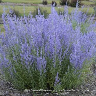 PEROVSKIA ATRIPLICIFOLIA Russian Sage – Blue Steel 2,5L