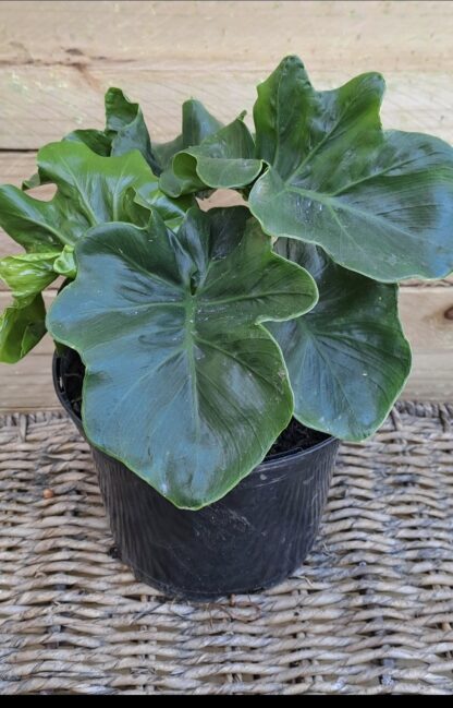 PHILODENDRON BIPINNATAFIDUM Atom 17cm