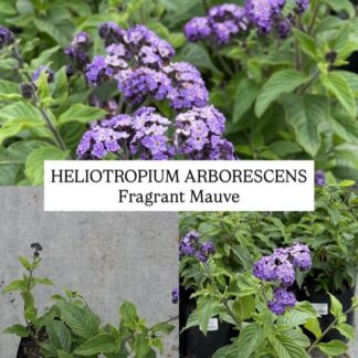 HELIOTROPIUM ARBORESCENS Heliotrope – Fragrant Mauve 3L