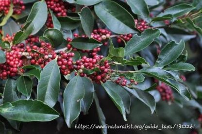 ILEX MITIS Cape Holly 6L