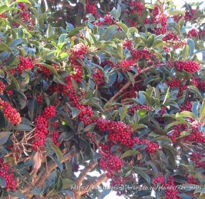 ILEX MITIS Cape Holly 6L - Image 2