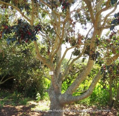 ILEX MITIS Cape Holly 6L - Image 3