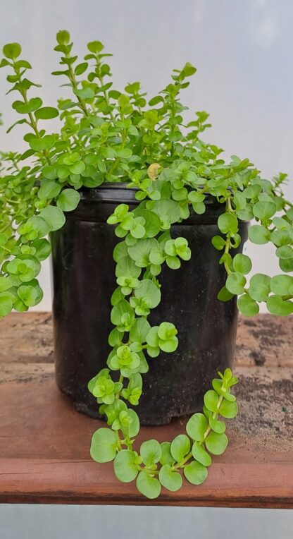 LYSIMACHIA AUREA Golden Creeping Jenny 15cm
