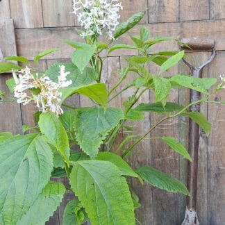 Plectranthus Eckloni White Spur Flower