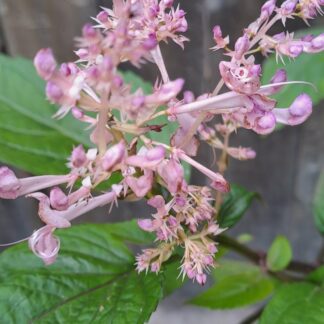 Plectranthis Eckolonii Pink Spur flower