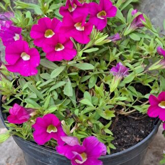 Calabrachoe 'Million Bells' Pink