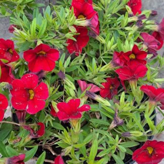 Calabrachoe 'Million Bells' red